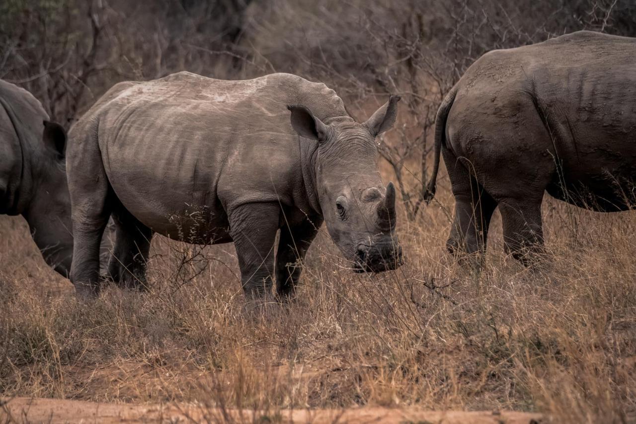 Tshukudu Game Lodge Hoedspruit Εξωτερικό φωτογραφία