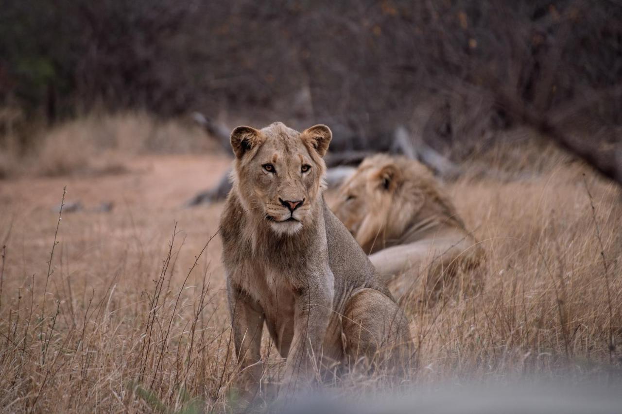 Tshukudu Game Lodge Hoedspruit Εξωτερικό φωτογραφία